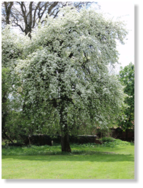 Der alte Birnenbaum im weißen Blütenkleid